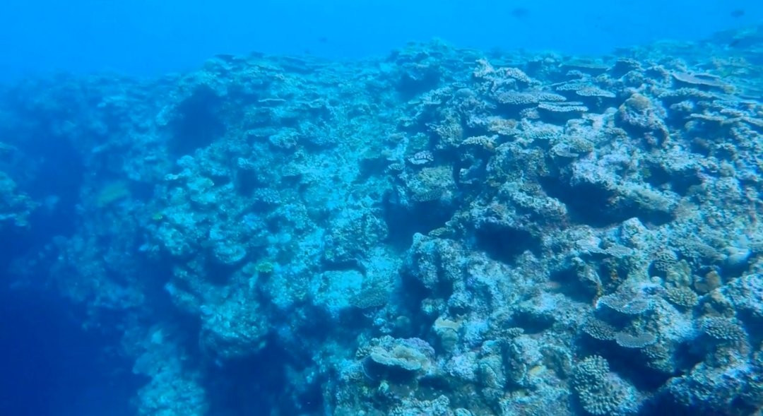 TEERA SCUBA VENTURES, OKINAWA-名护市必去景点