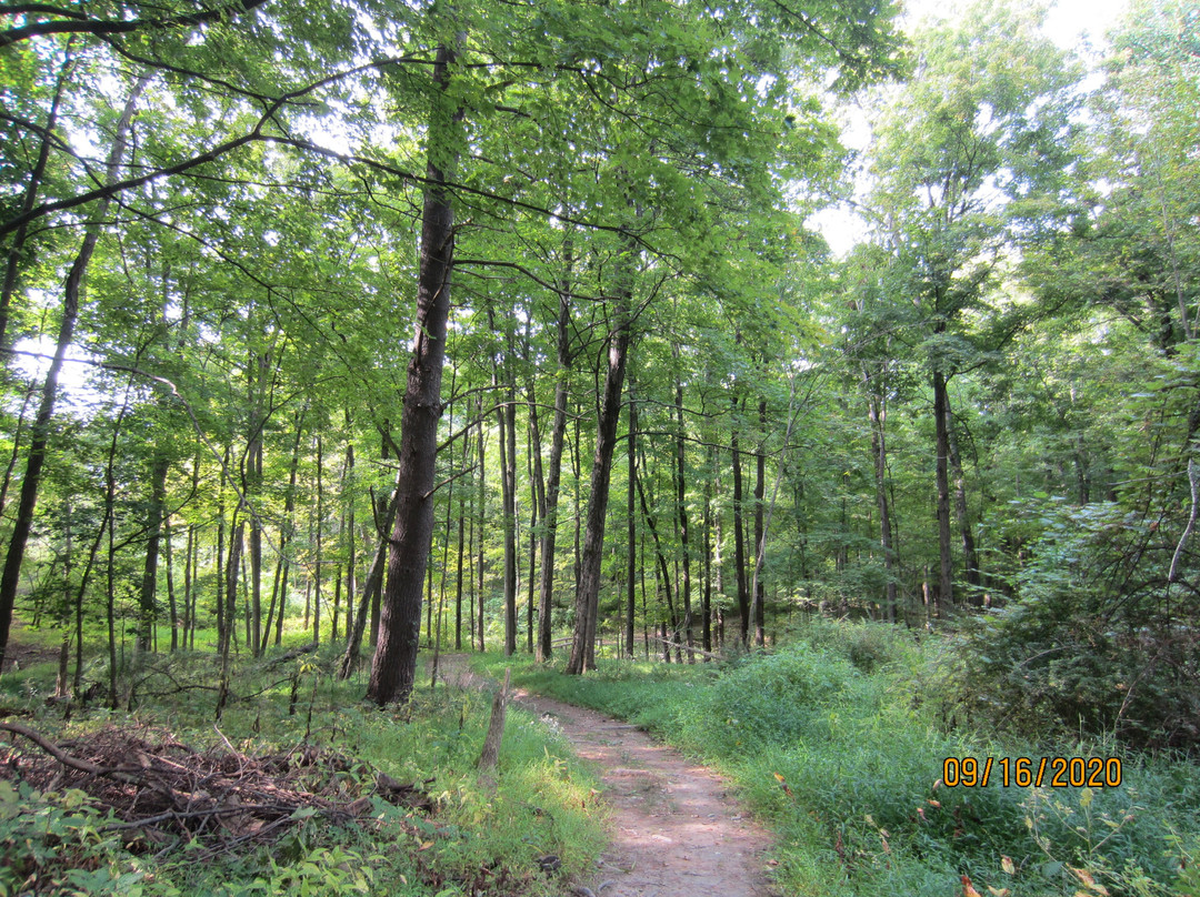 Greenport Conservation Area