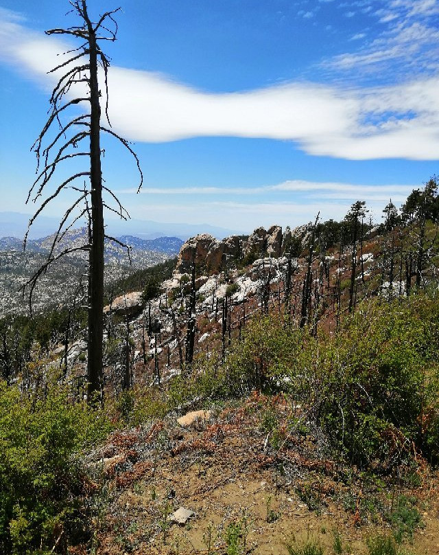 Mount Lemmon Trail景点图片