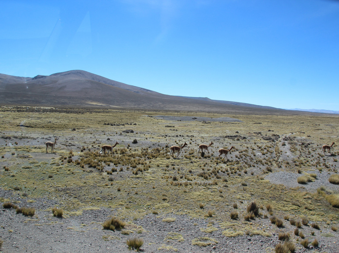 Salinas y Aguada Blanca National Reserve景点图片