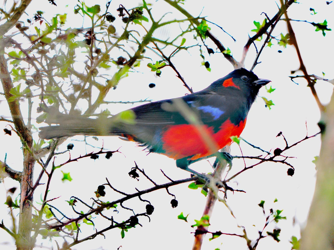 Aves Internacionales Colombia景点图片