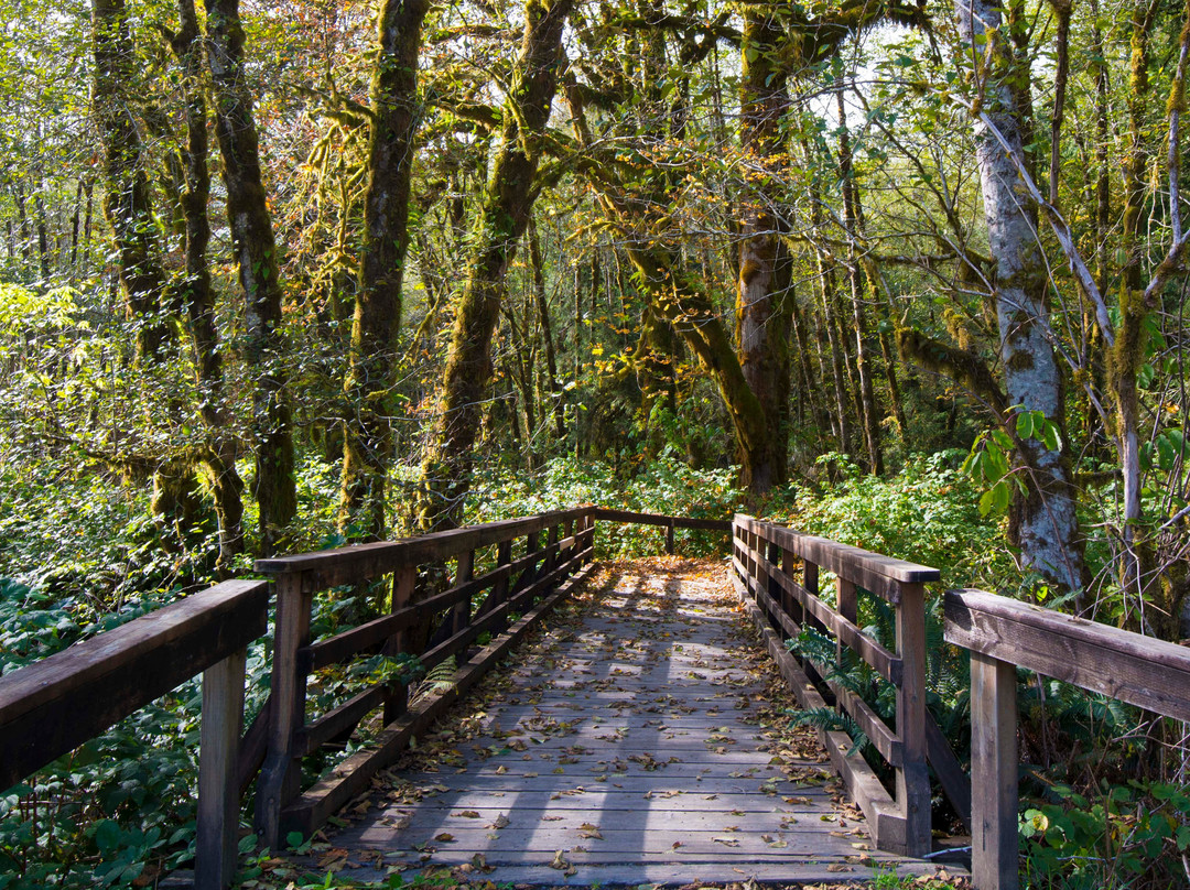 Maple Glade Rain Forest Trail景点图片