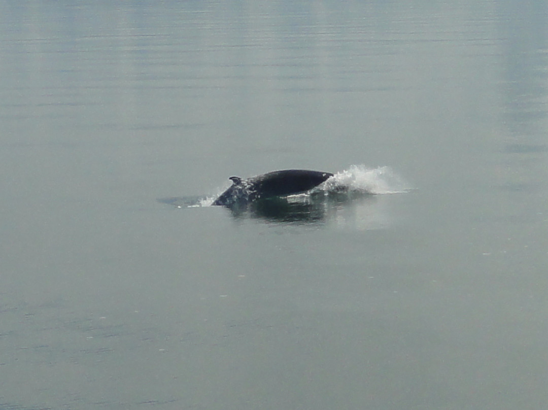 Croisières Aml | Rivière-du-loup-Riviere du Loup必去景点