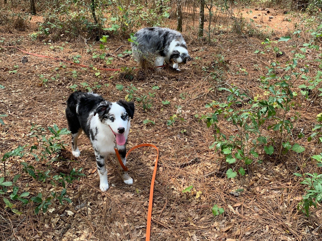 Whispering Pines Park-因弗内斯必去景点