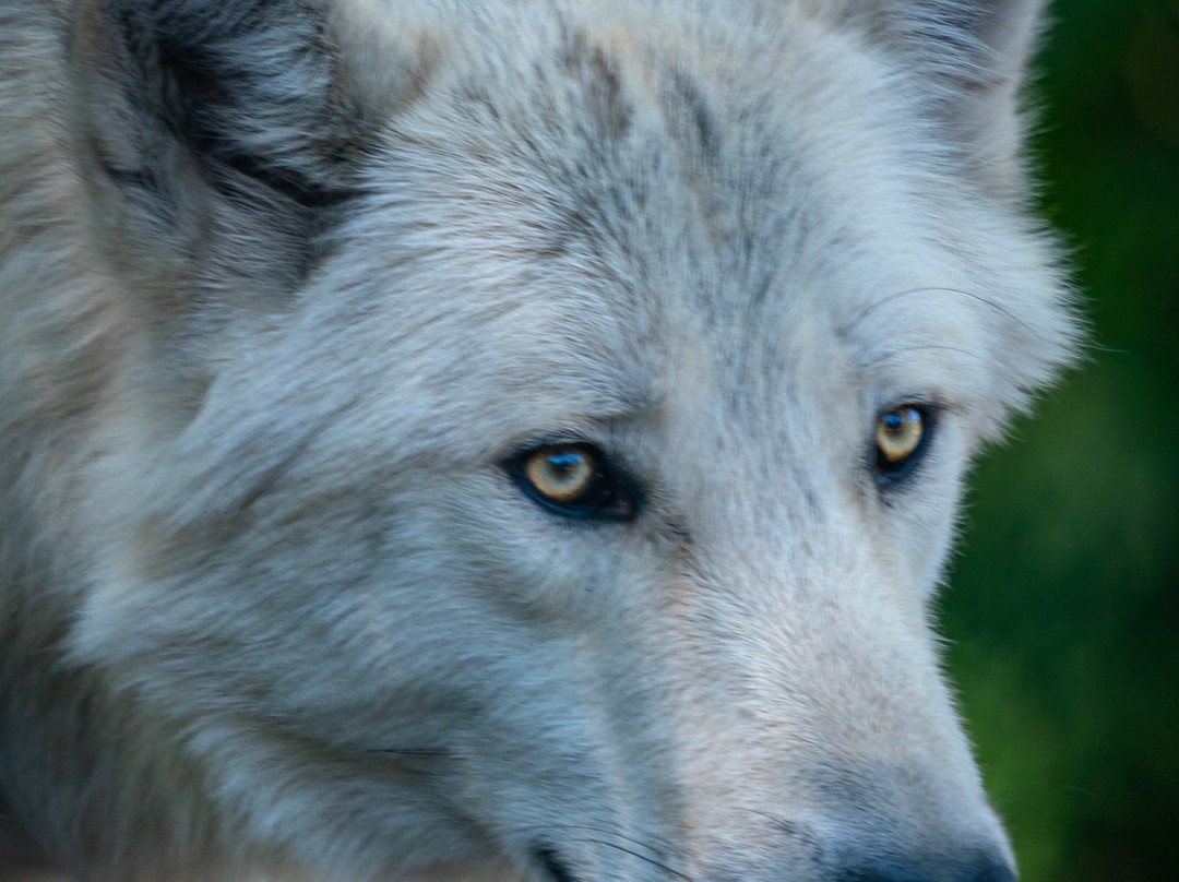 Scovill Zoo-迪凯特必去景点