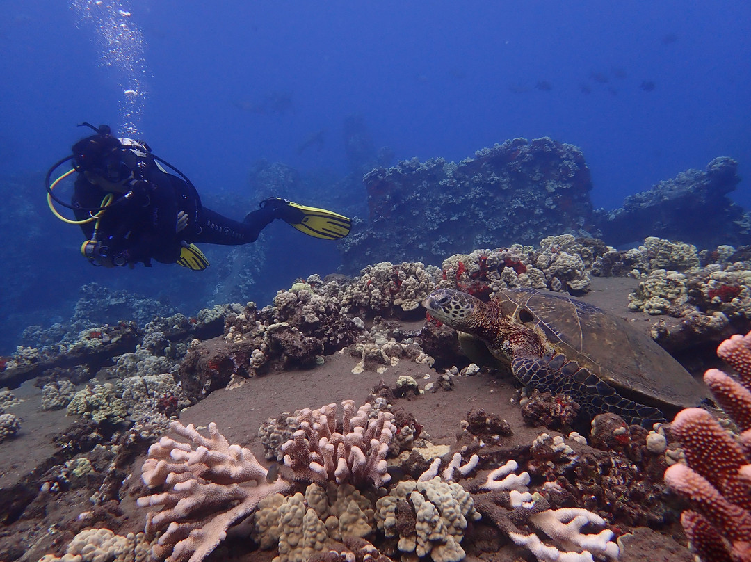 Banyan Tree Divers Maui景点图片