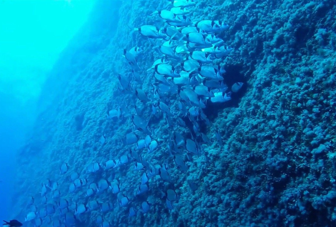 Nautilus Technical Diving Center-Santo Stefano al Mare必去景点