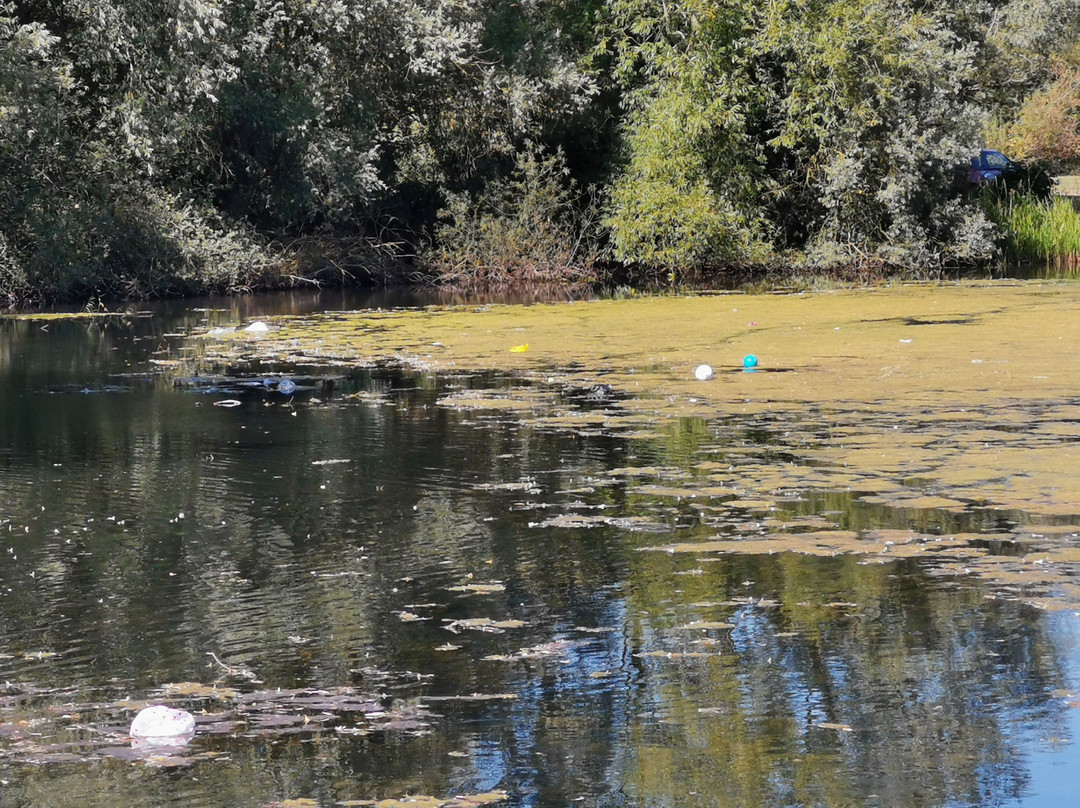 Emberton Country Park景点图片