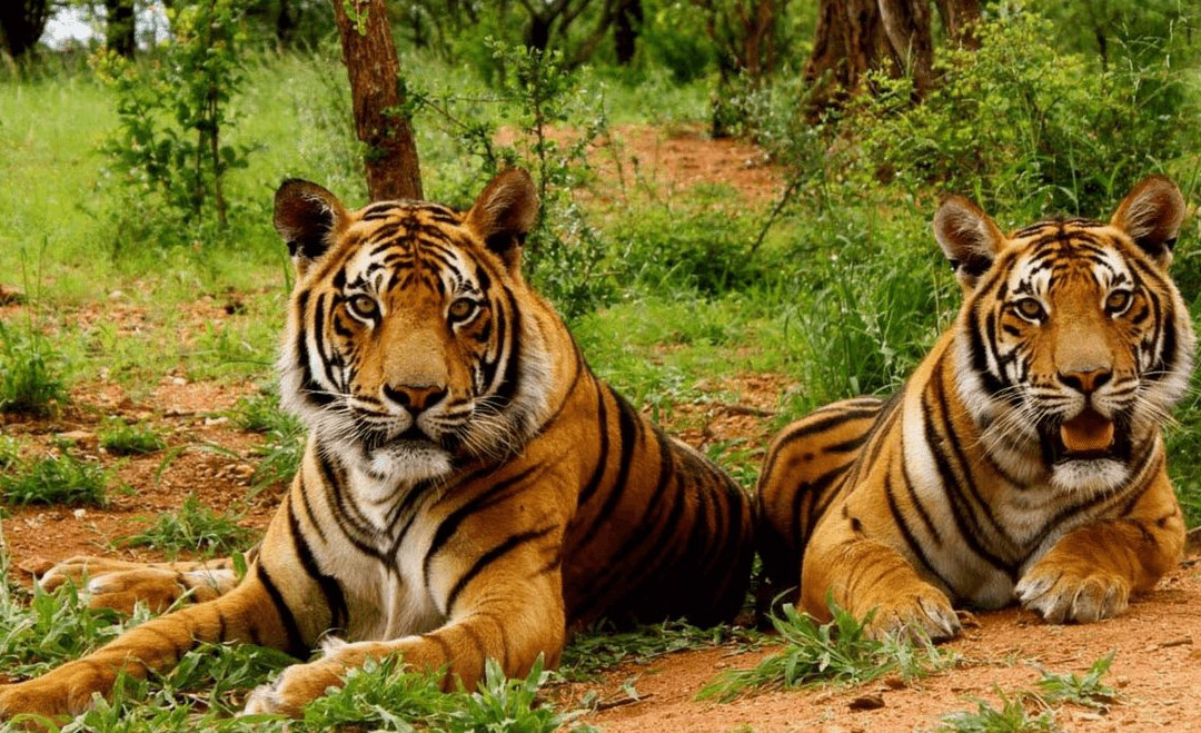 Happy Life Tour & Drive-新德里必去景点