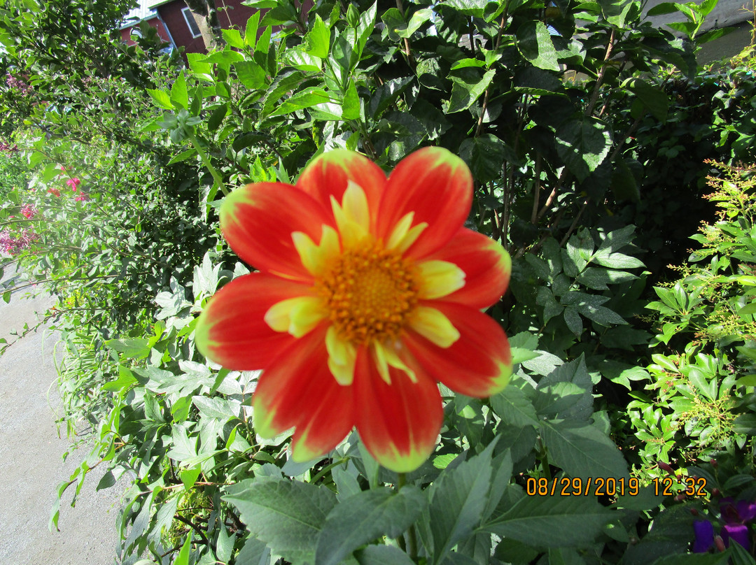 Bridge of Flowers景点图片