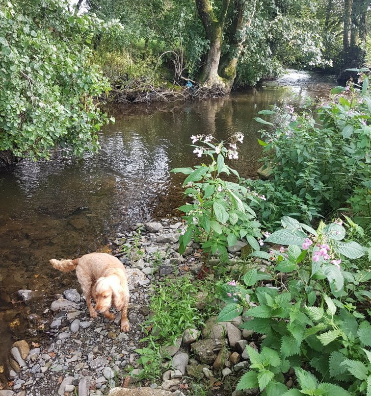 Maesyfelin Isaf B&B主图