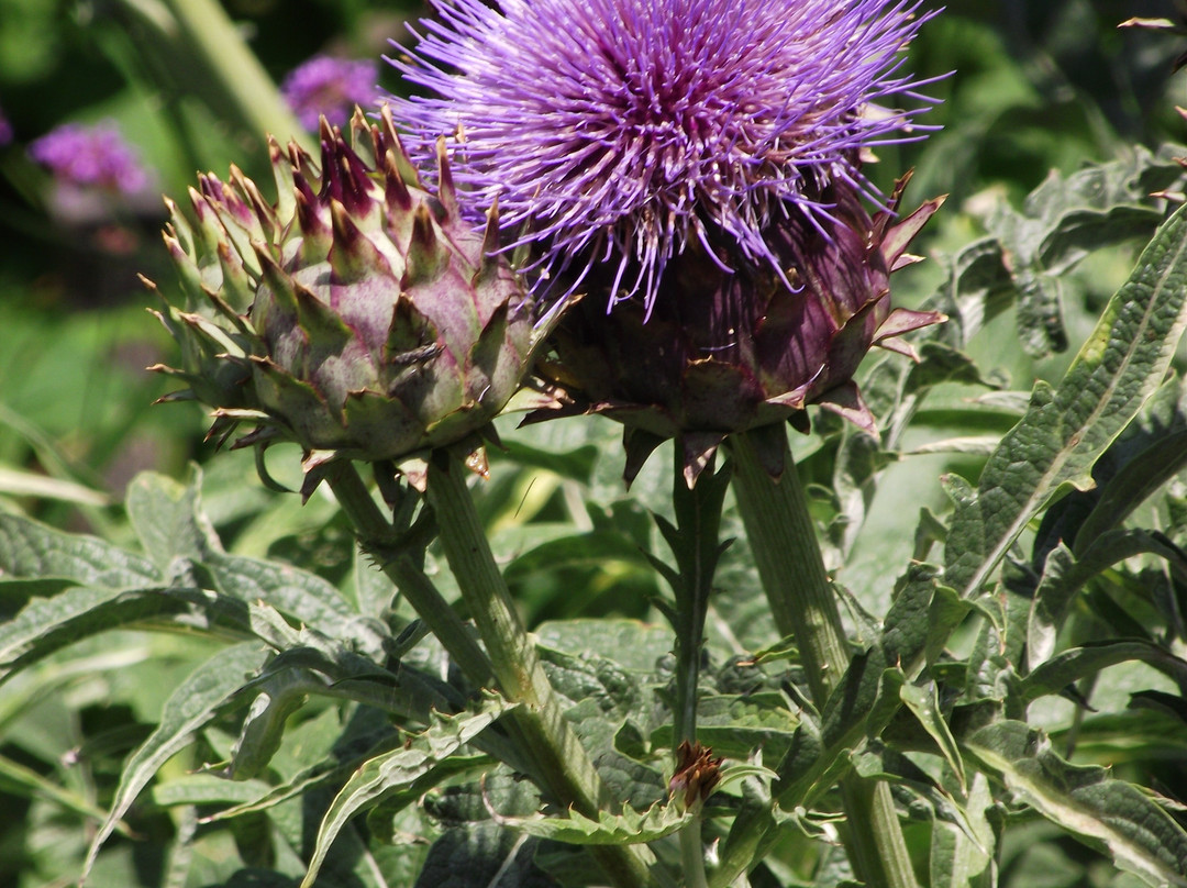 巴萃姆花园-费城必去景点