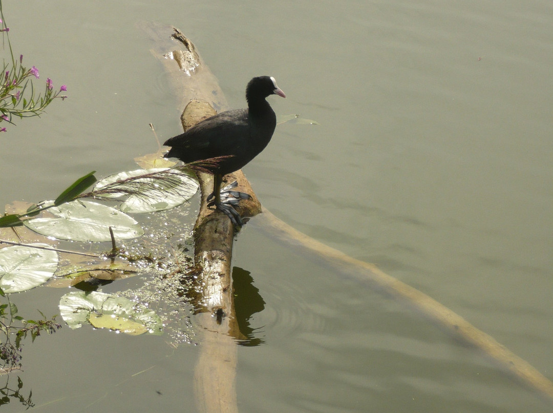 Le Parc de la Bouvaque景点图片