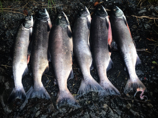 Alaska Troutfitters-Cooper Landing必去景点