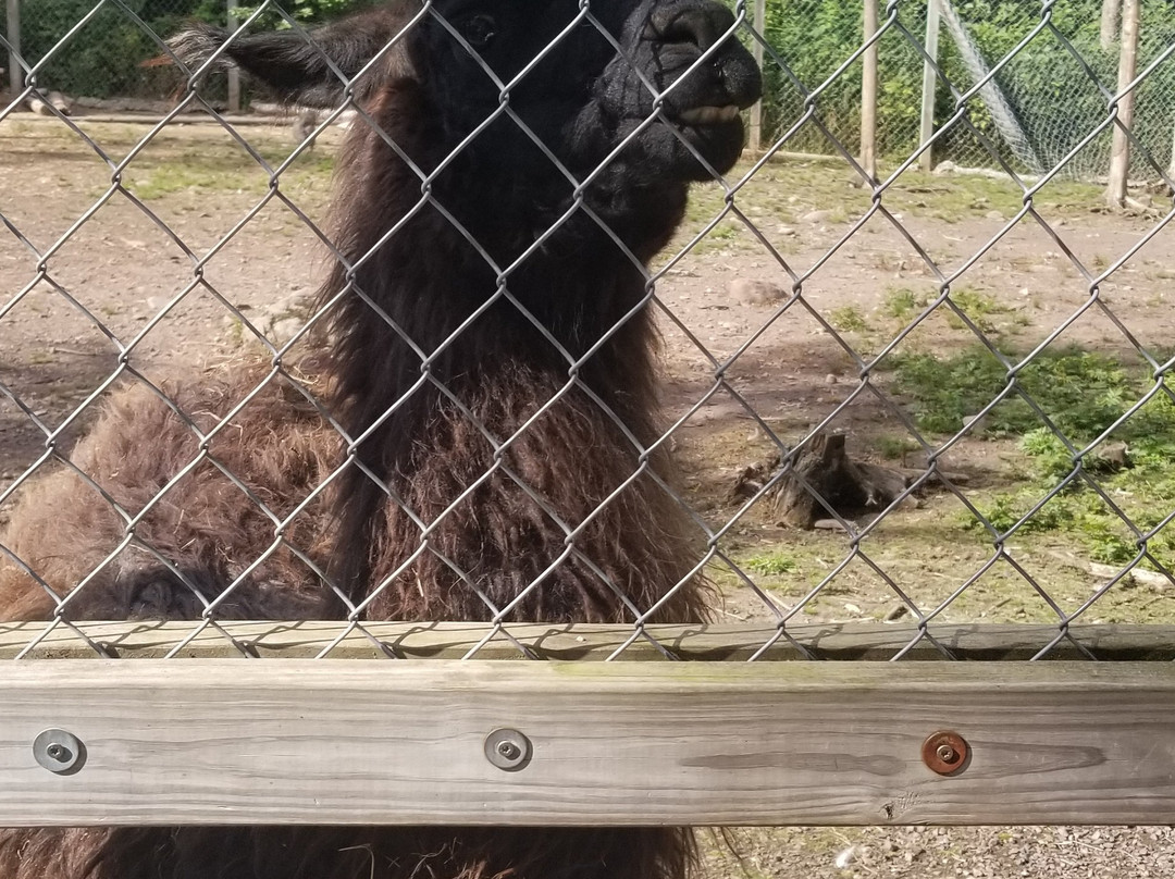 Tom's Historic Logging Camp-德卢斯必去景点
