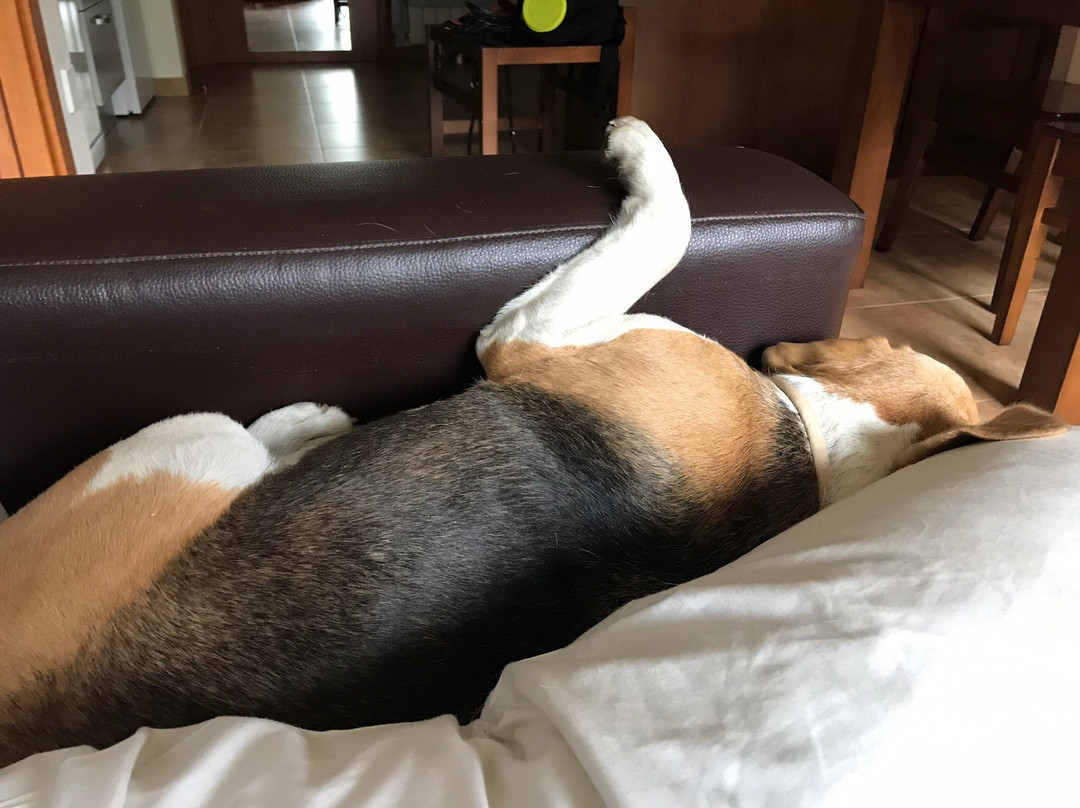 Aparthotel Rialb主图