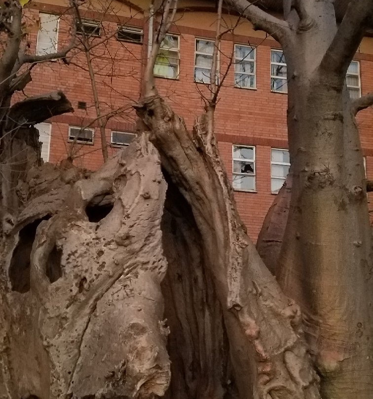 Boab Prison Tree景点图片