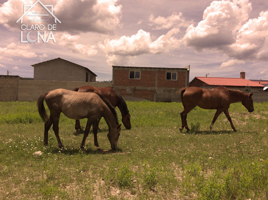 Hotel Cabanas Claro de Luna主图