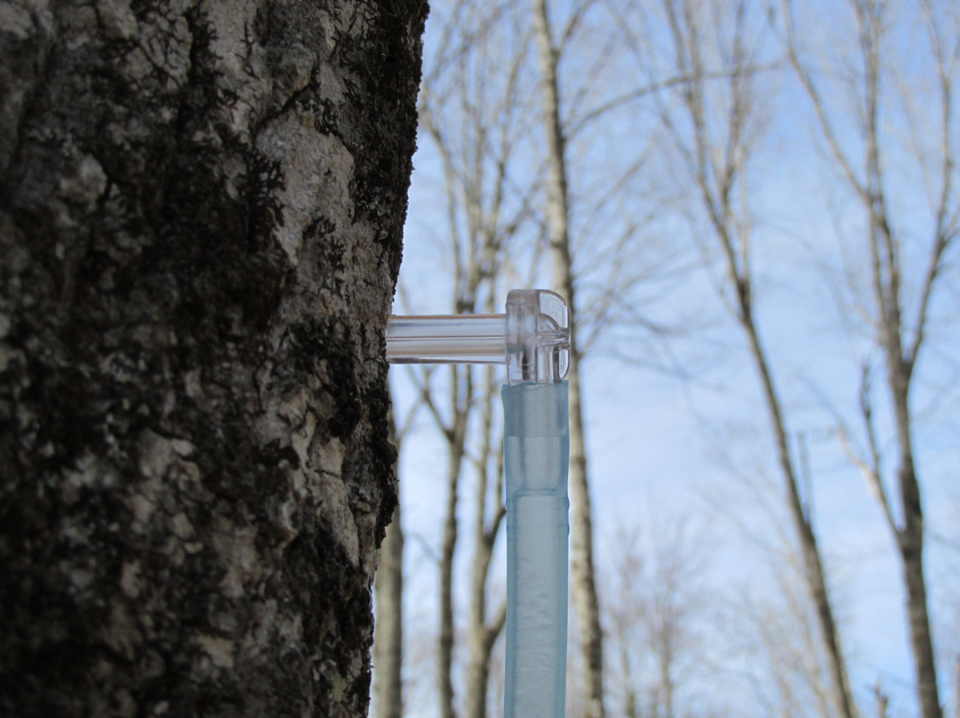 Sawyer's Maple Farm景点图片