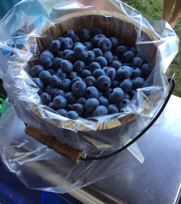 Tikkanen's Berry Farm-Sterling必去景点