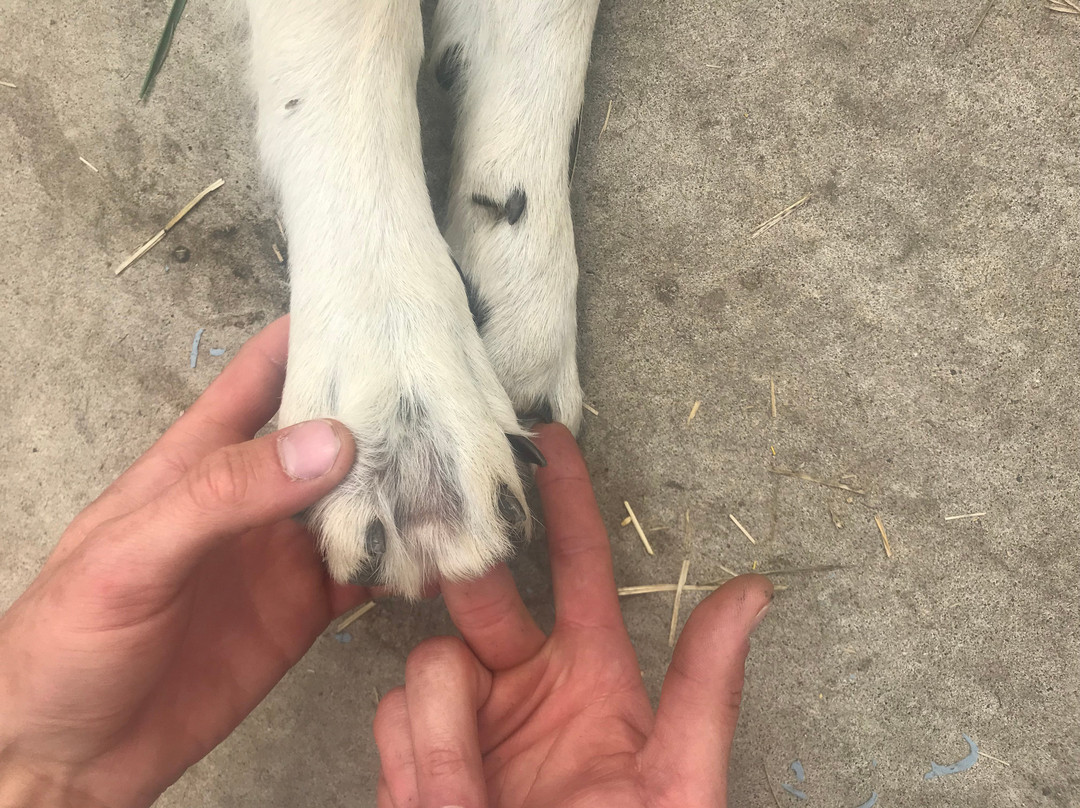 Howlers Inn Bed & Breakfast and Wolf Sanctuary主图