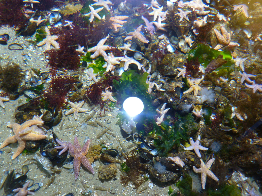 Nordseeaquarium Borkum-Borkum必去景点