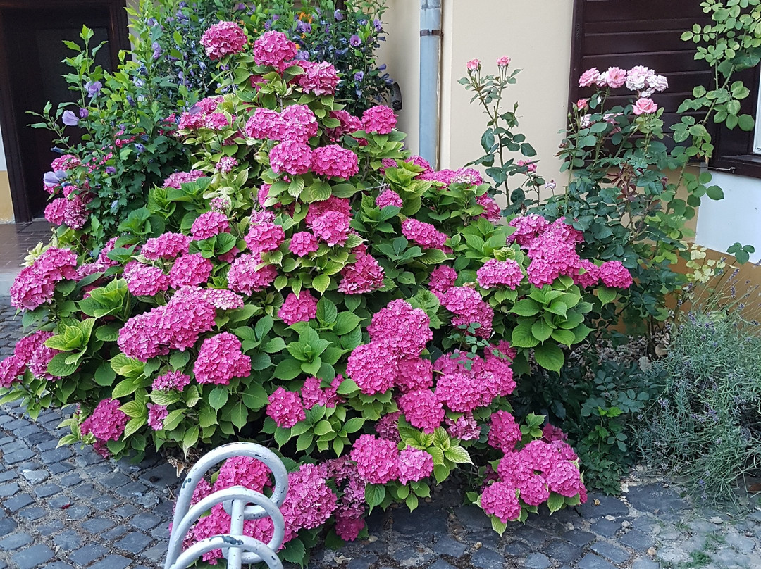 Gombas Kuria Mension主图