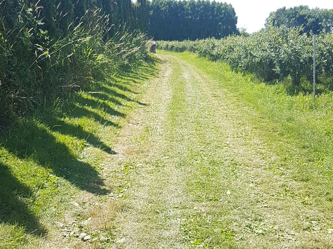 Formosa Nursery-枫树岭必去景点
