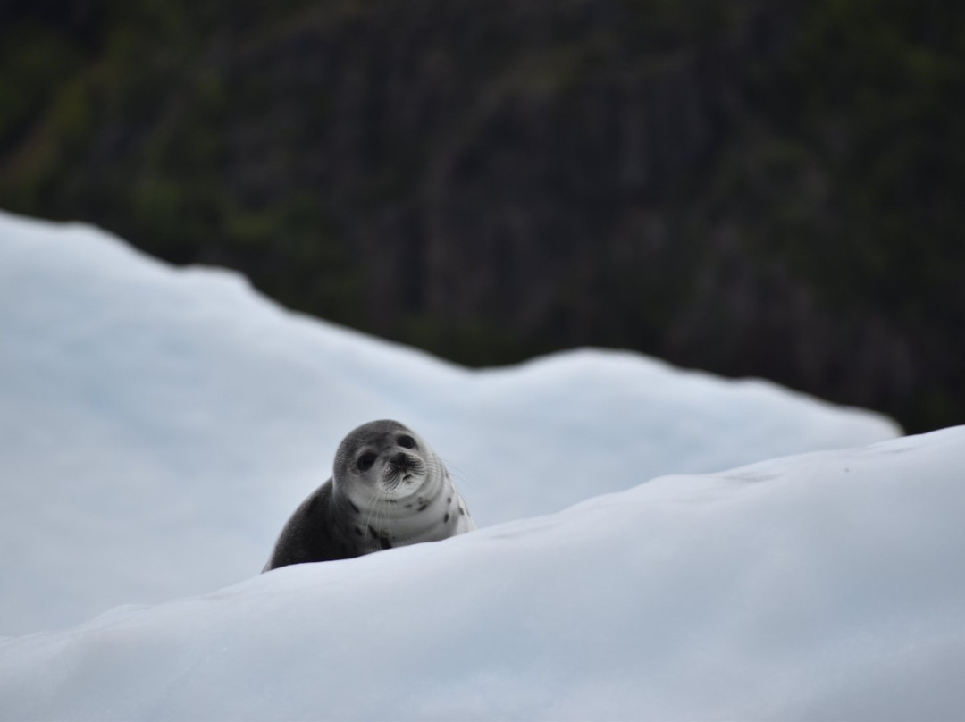 King's Point Boat Tours and Adventures-King's Point必去景点