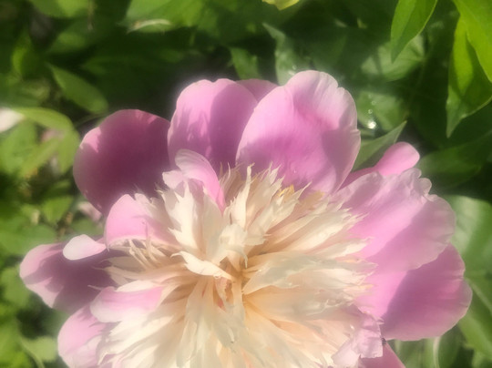 Historic Iron Horse Inn主图