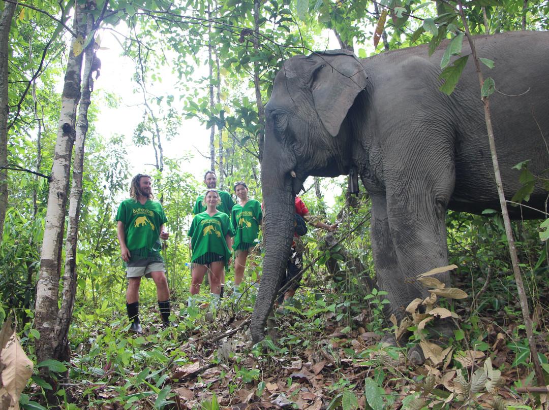Authentic Thai Elephant Sanctuary-清迈必去景点
