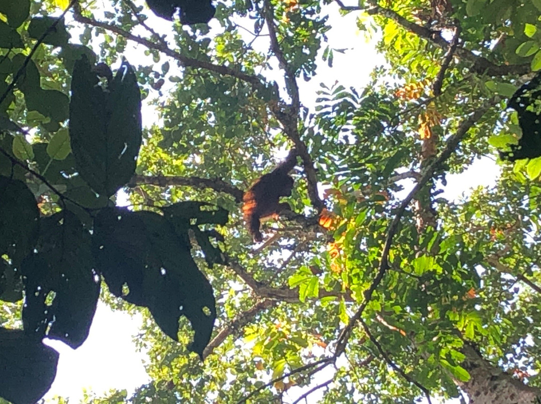 Jungle Tour With Salman-Ketambe必去景点