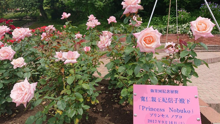 Higashizawa Rose Park景点图片