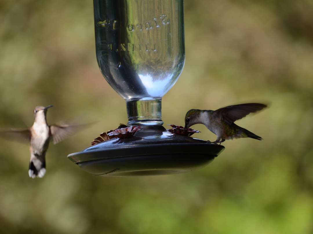 Harmony Hill Bed and Breakfast主图