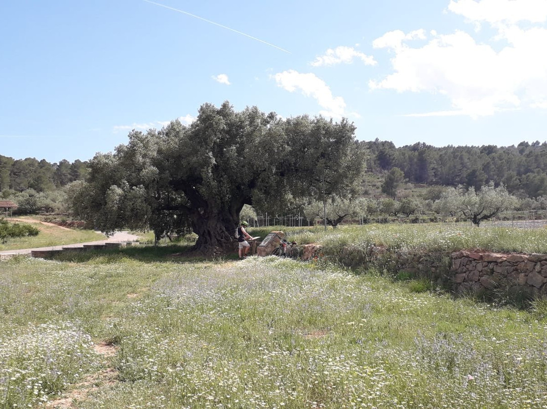 Mediterranean Bike Tours-Torres Torres必去景点