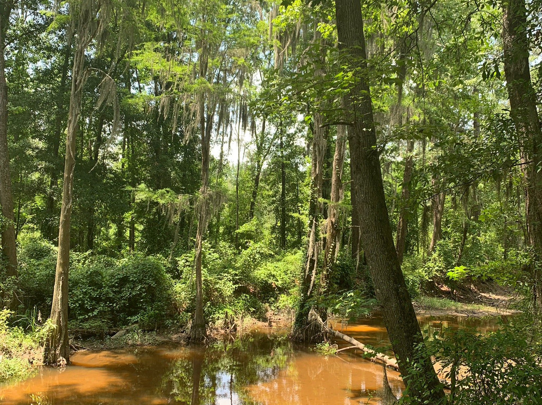 Phinizy Swamp Nature Park景点图片