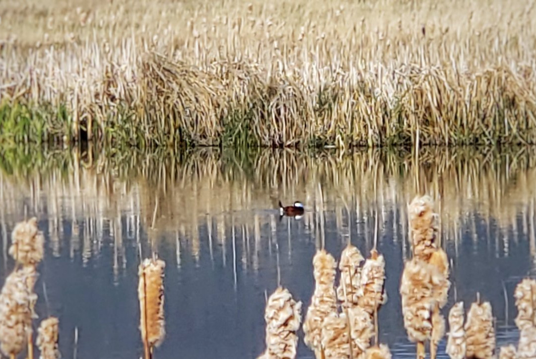 Monte Vista National Wildlife Refuge-Monte Vista必去景点