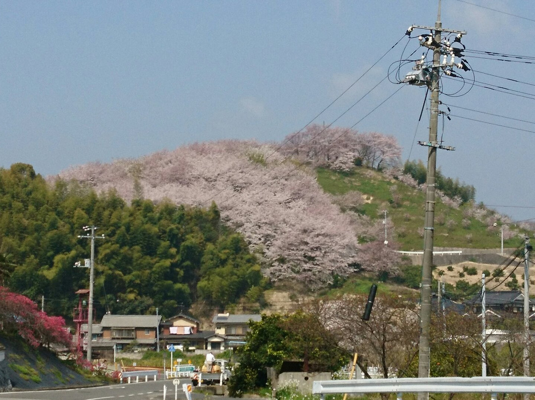 To no Mine Senbon Sakura景点图片