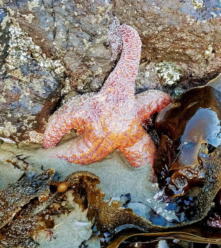 The Waldport Inn主图