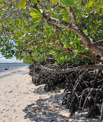 Isaac MK Safaris Day Tours-蒙巴萨必去景点