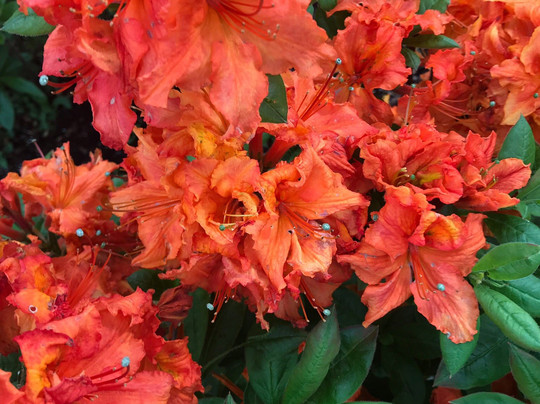 Whitney Gardens and Nursery-Brinnon必去景点