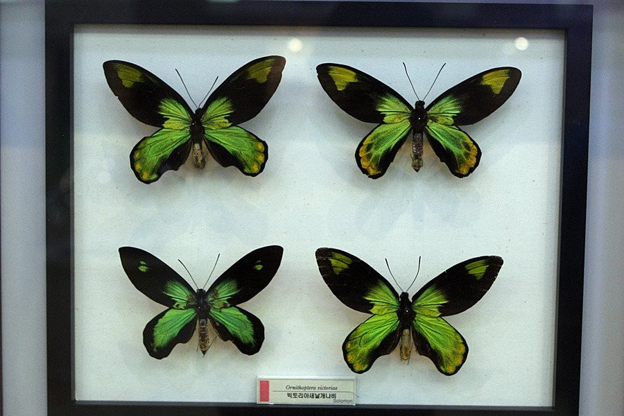 Hampyeong Expo Park - Butterfly Insect Specimen Exhibition hall-咸平郡必去景点