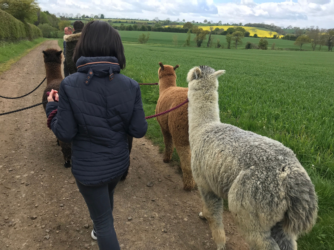 Arkadia Alpacas - Great Ground Farm-Woodford Halse必去景点