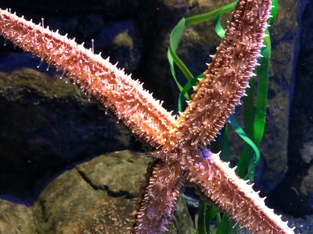 Sea Life Konigswinter-科尼希斯温特必去景点