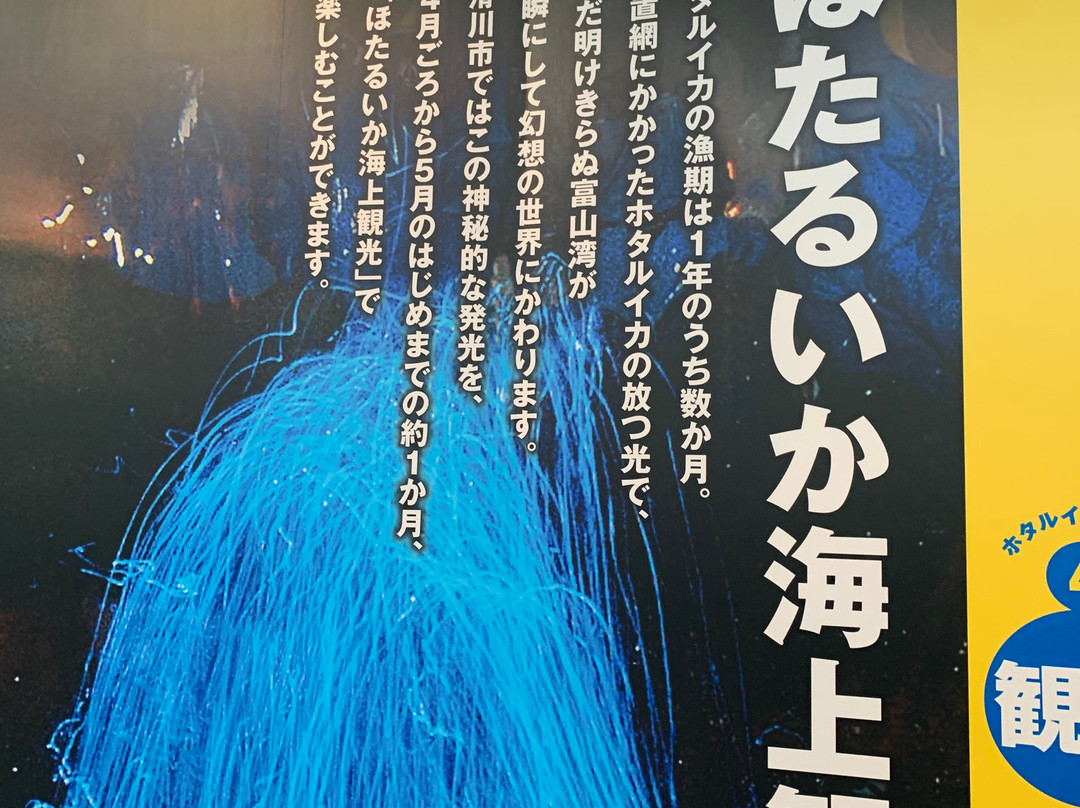Firefly Squid Museum-滑川市必去景点
