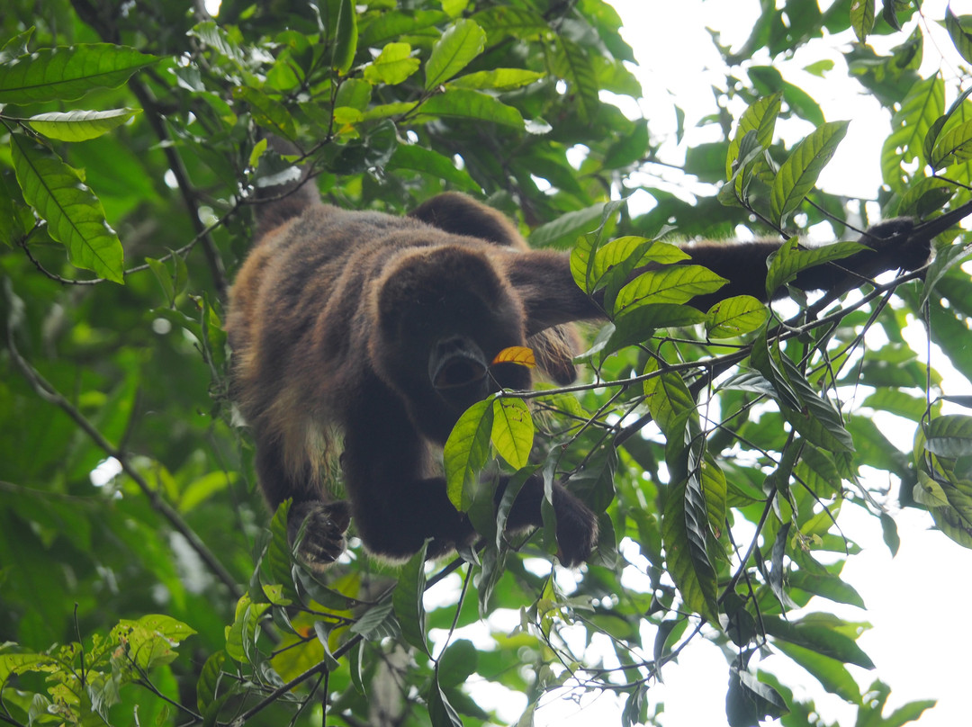 Reserva Ecologica Manglares Churute-瓜亚基尔必去景点