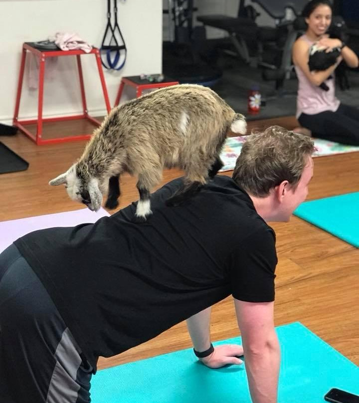 Waco Goat Yoga-韦科必去景点