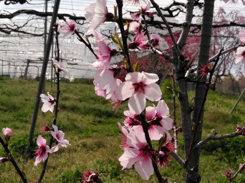 Togokusan Fruits Park-名古屋市必去景点