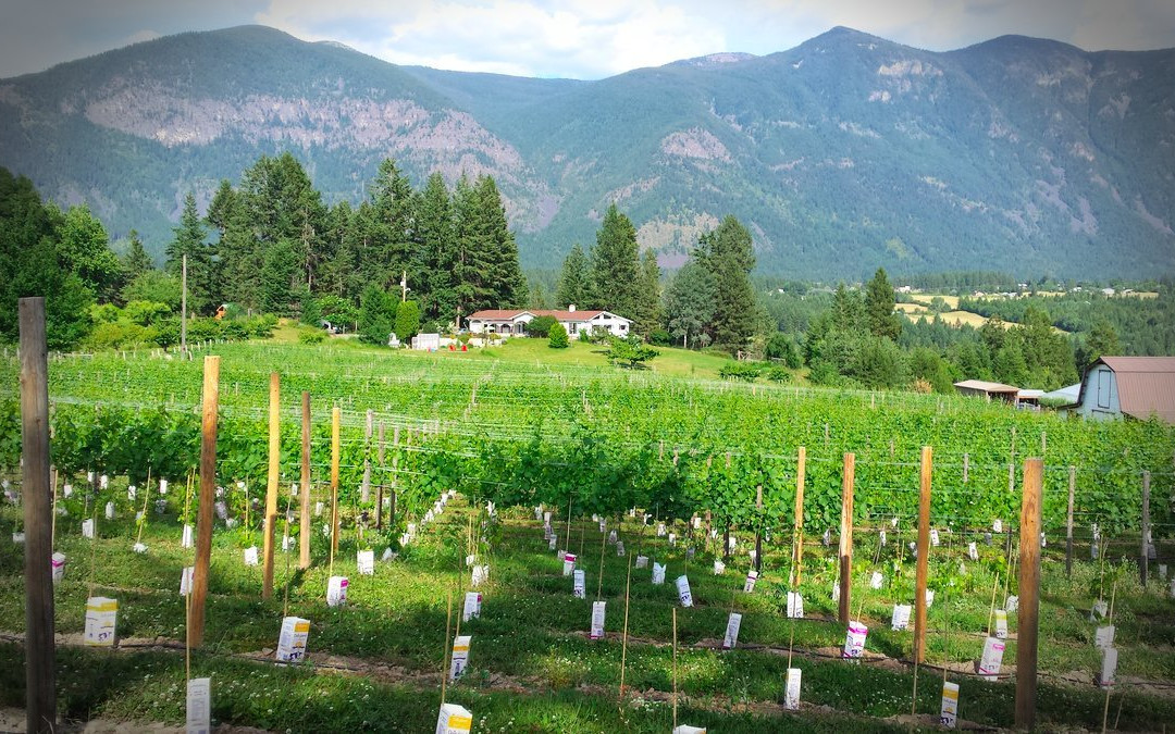 Red Bird Estate Winery景点图片