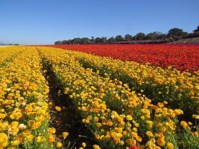 The Flower Fields at Carlsbad Ranch景点图片